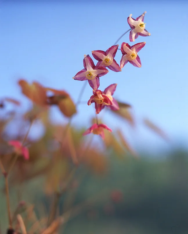 epimedium.jpg