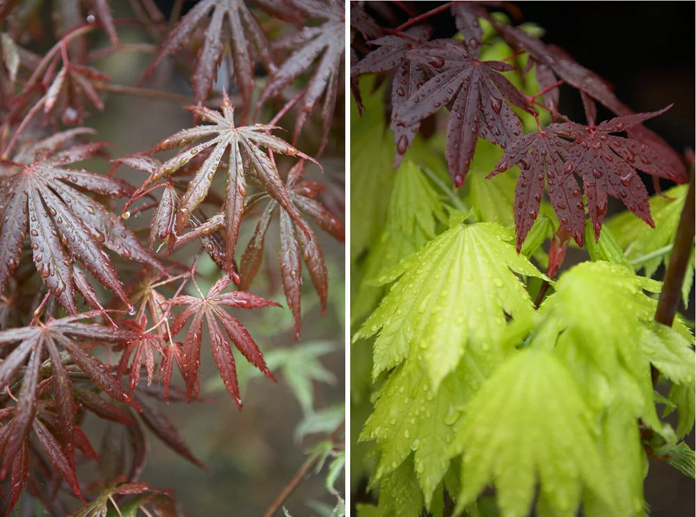Cp.acer.jpg