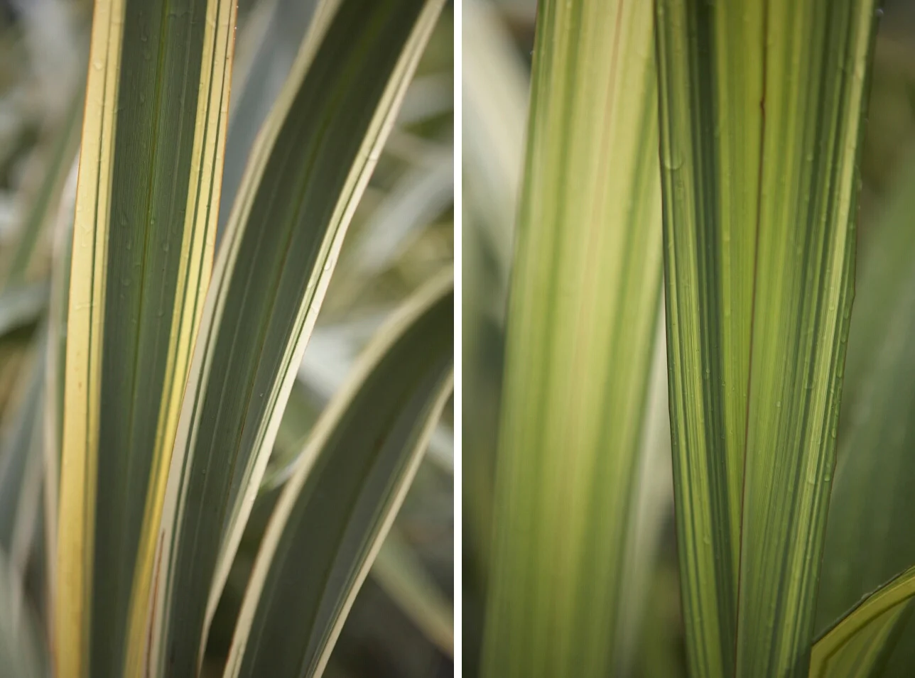 Cp.grasses.jpg