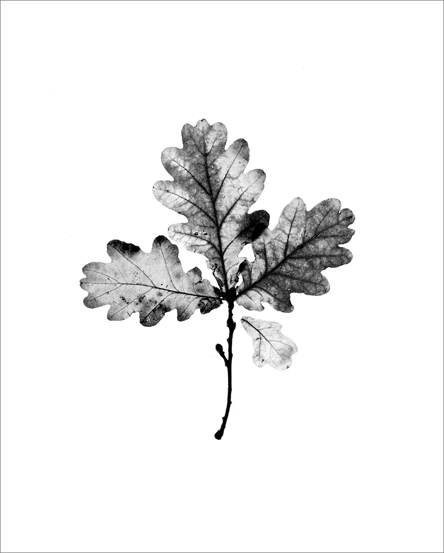 oak 1.jpg