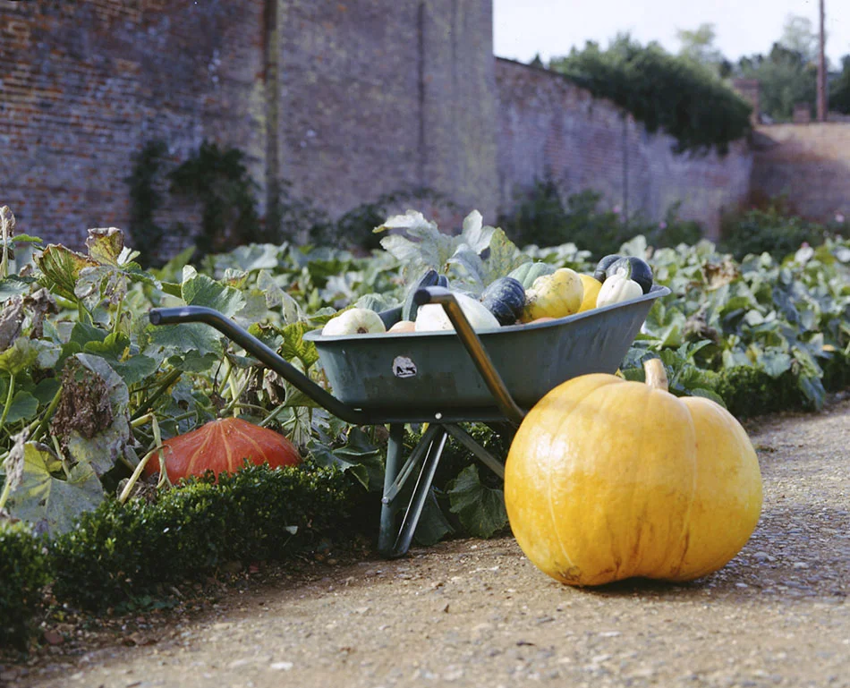 squashes.jpg