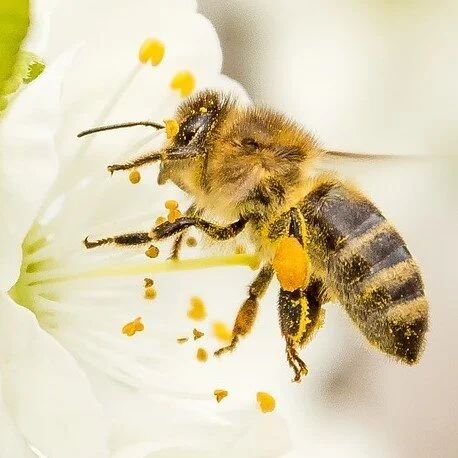 Practice Point: Humming Bee Breath