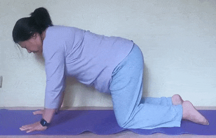 Cat from hands and knees