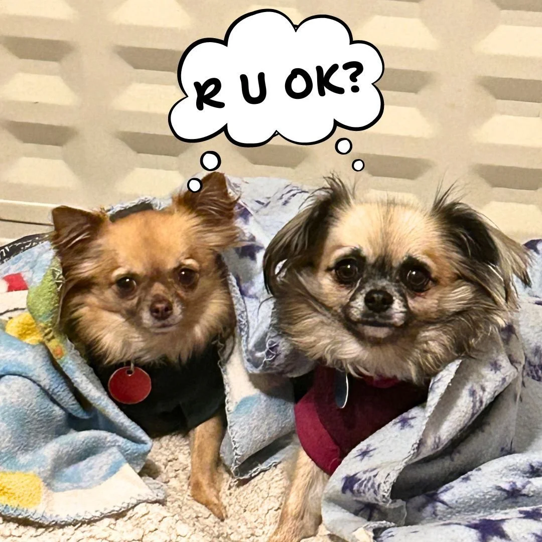 👂 R U OK?❓
Today is R U OK? Day in Australia, a wonderful reminder to reach out and connect with those around us. While today highlights this important initiative, the key message this year is to &ldquo;Ask R U OK? any day.&rdquo; Life happens from 