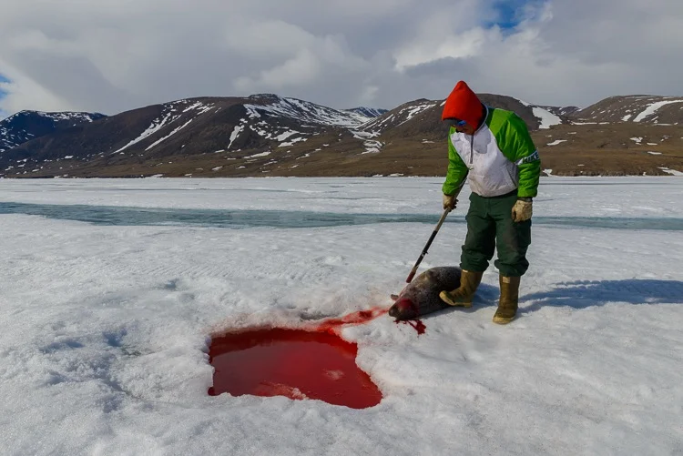 Spring Seal Hunting-1.jpg