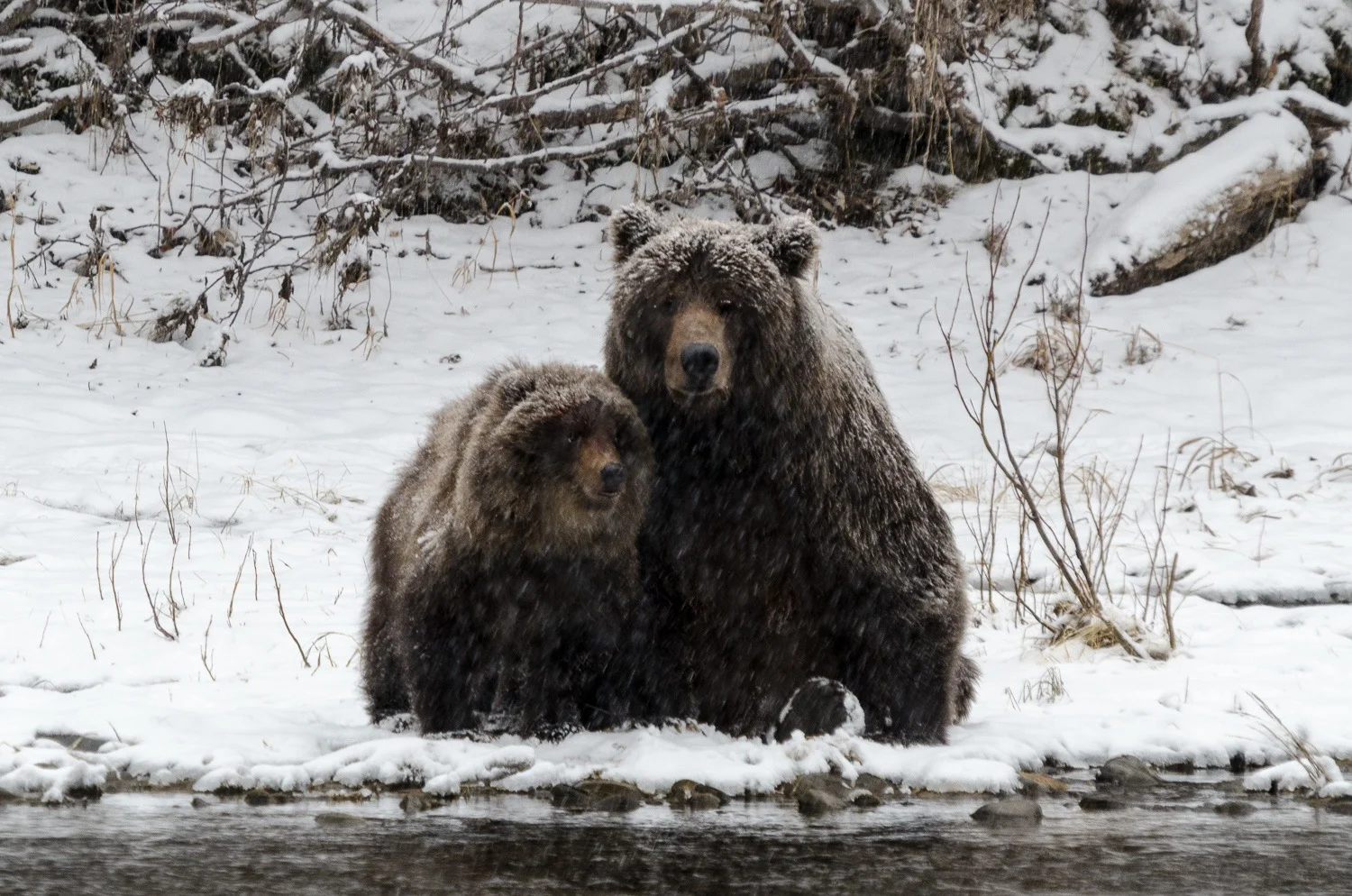 Mother and Cub Grizzlies