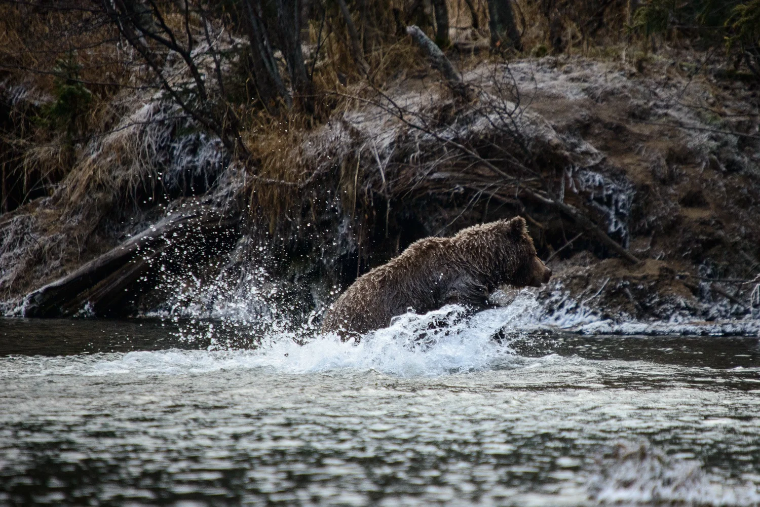 Grizzly Lunging For Salmon