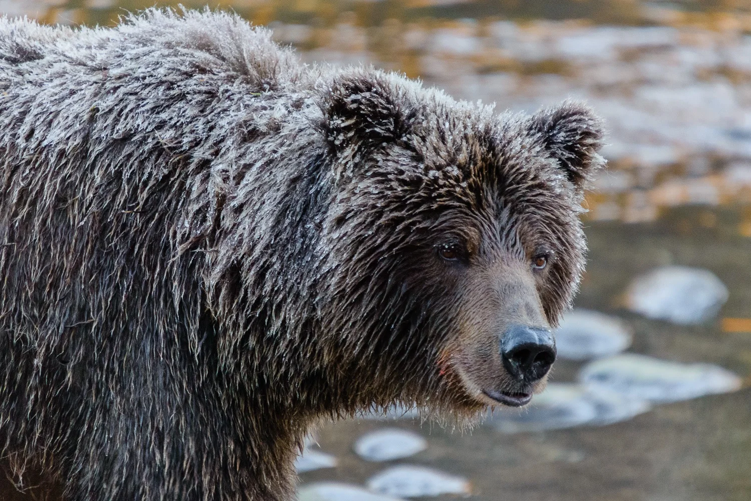 Portrait of an Ice Grizzly