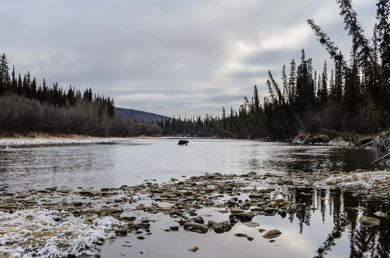 Grizzly Bear Country