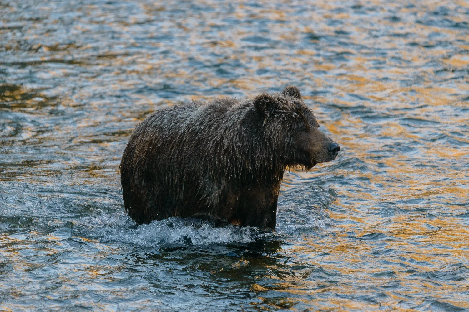 Grizzly Hunting For Salmon in Golden Water