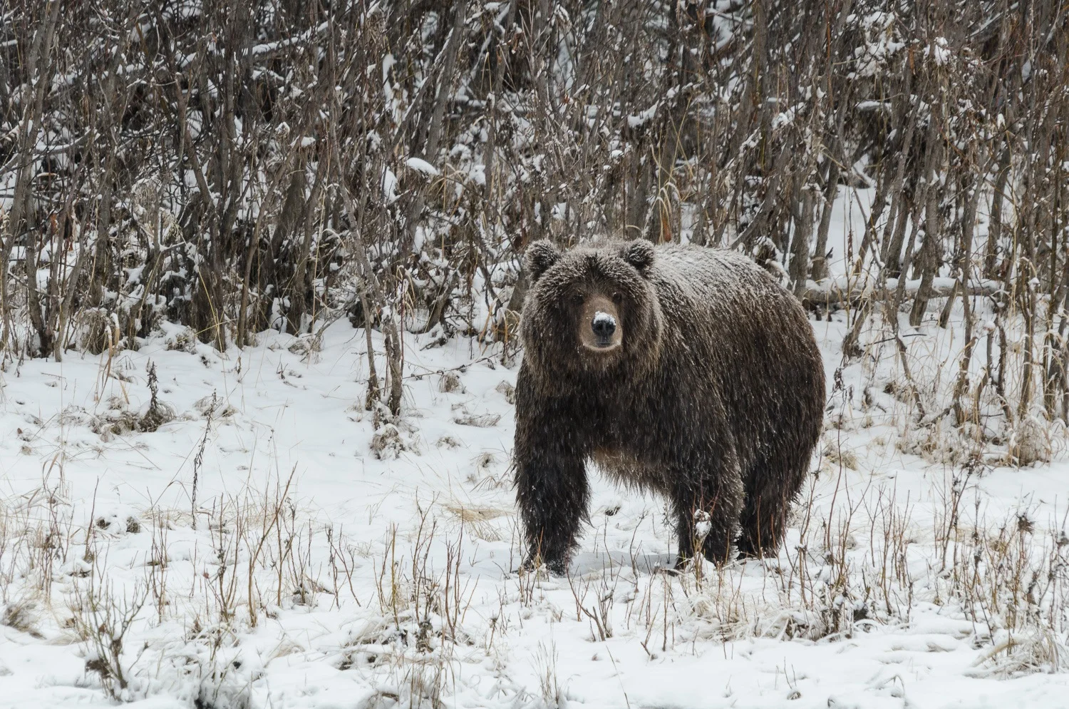 Snow-Covered Ice Grizzly