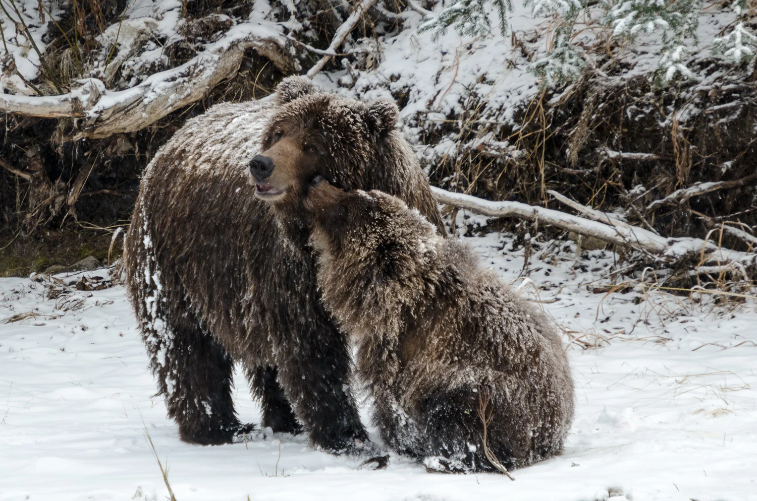 Cub Grizzly Kissing Mother