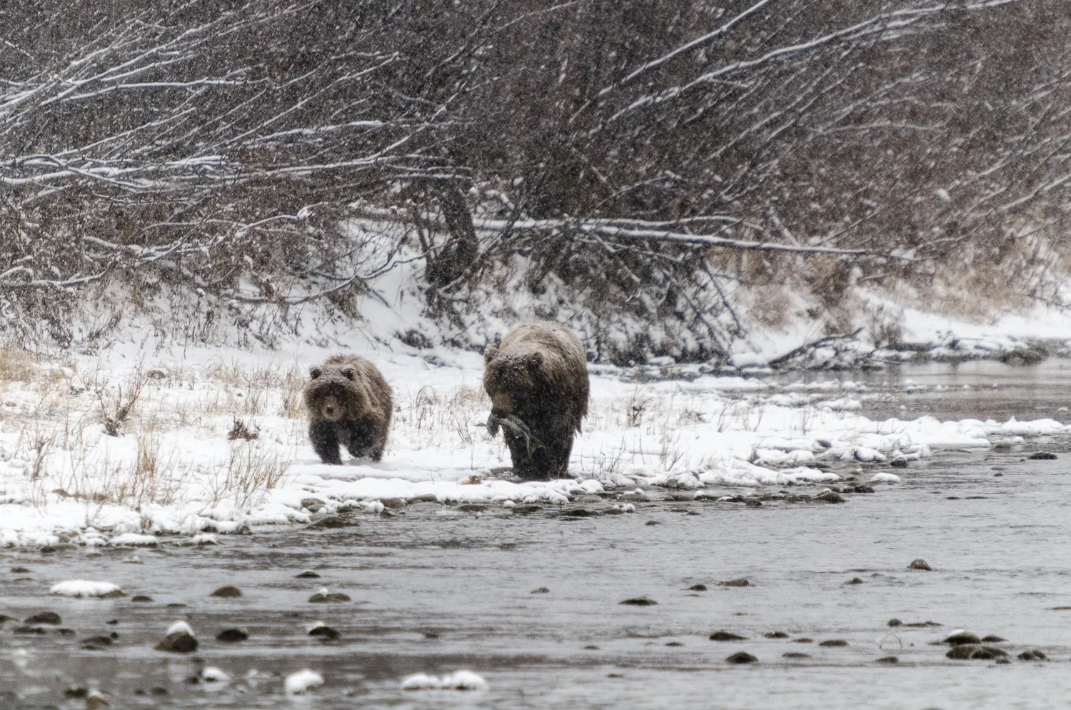 Mother Grizzly Bear and Cub Walking in Snowstorm