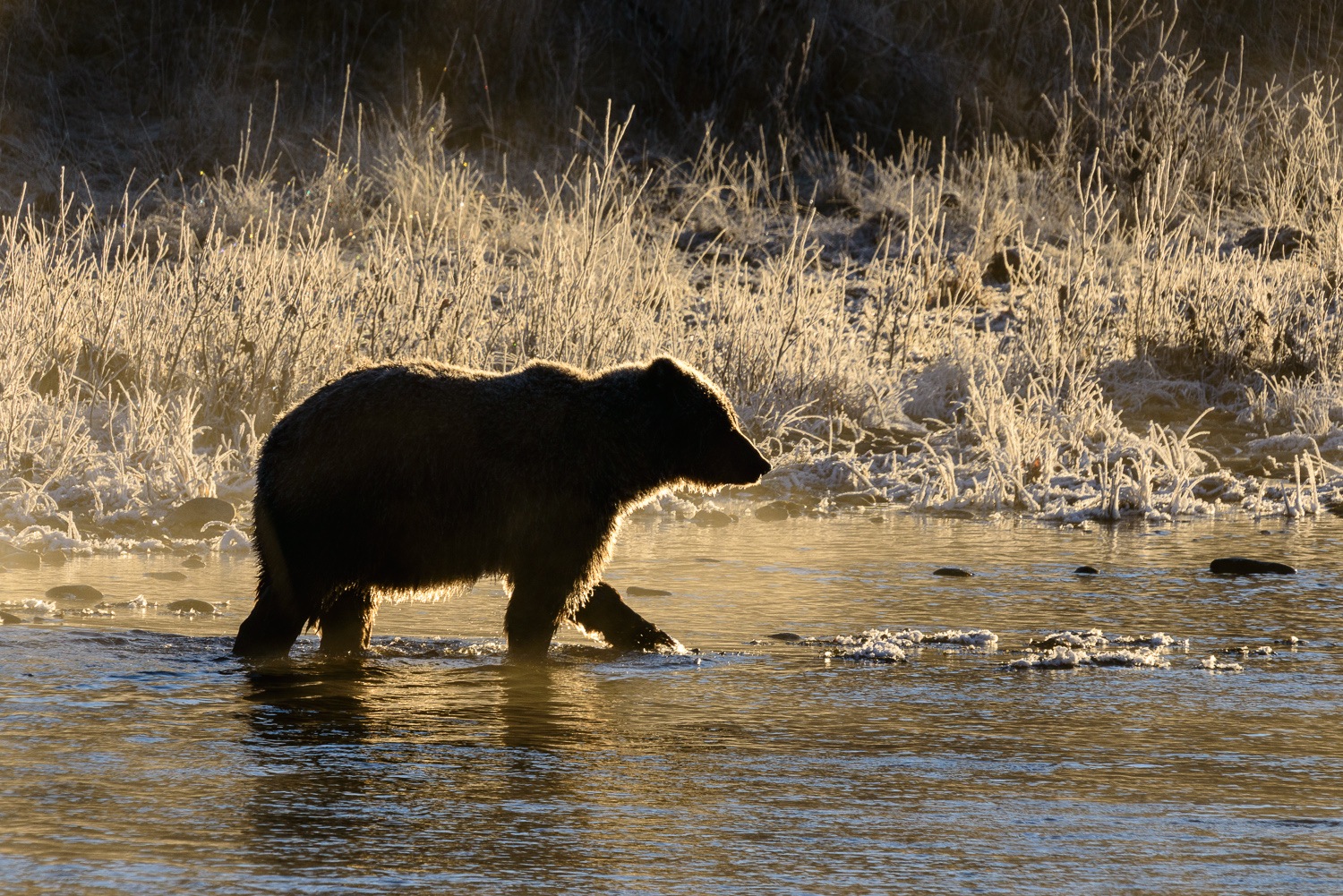 Golden Grizzly Silhouette