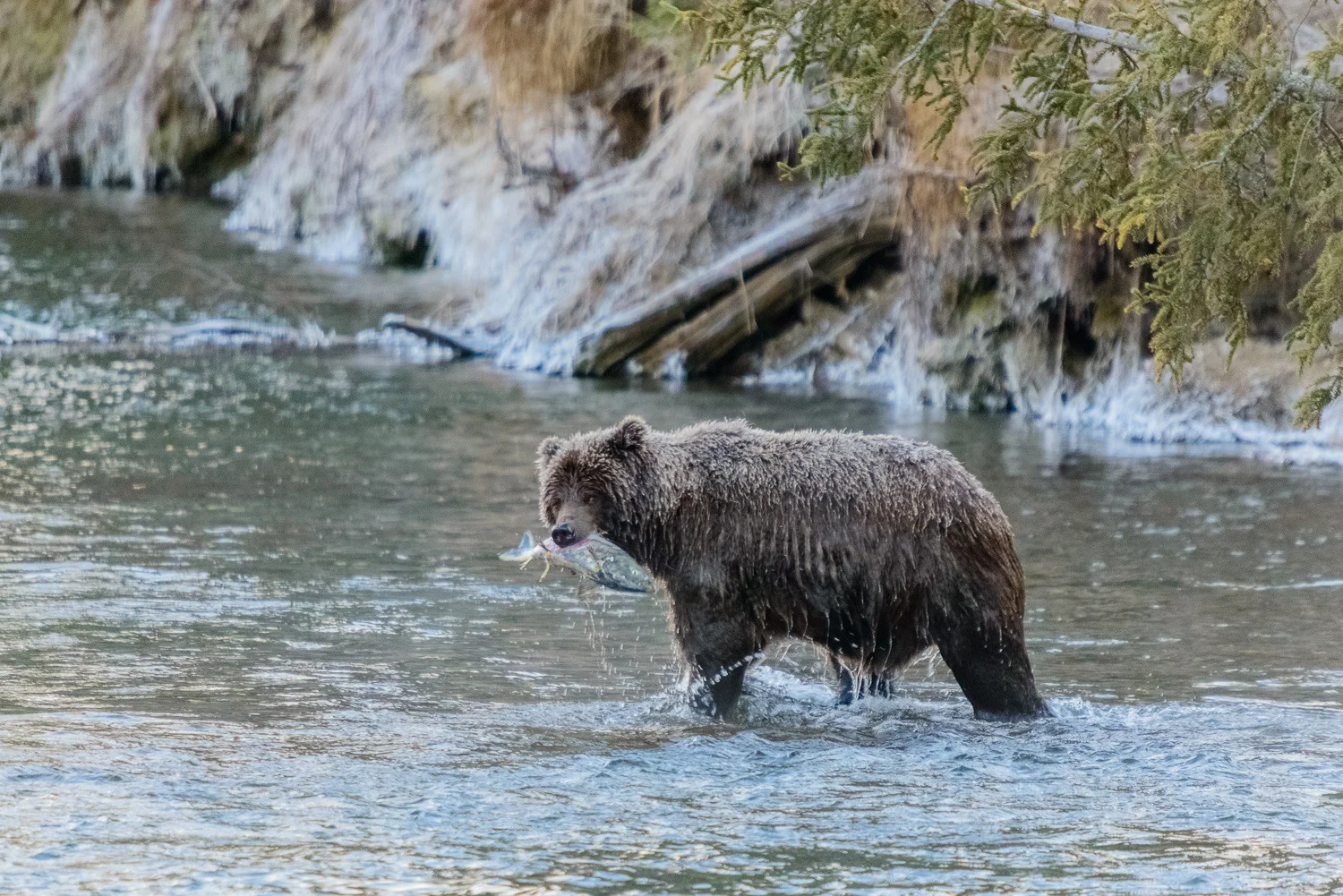 Ice Grizzly With a Chum Salmon