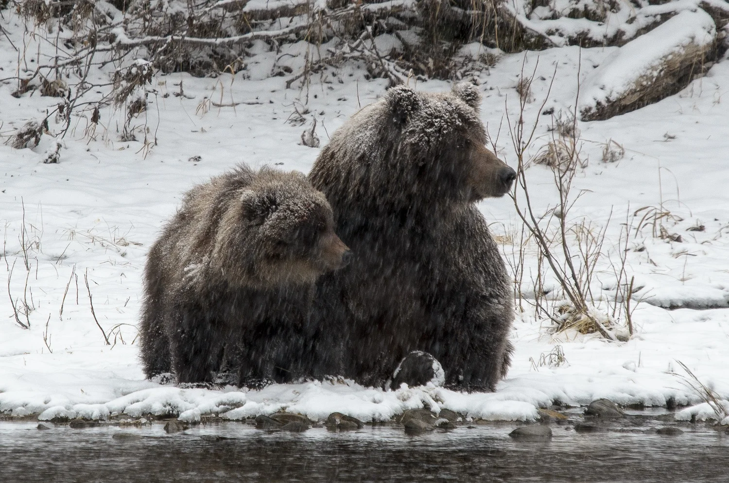 Mother and Cub Grizzly Bears Looking Downstream