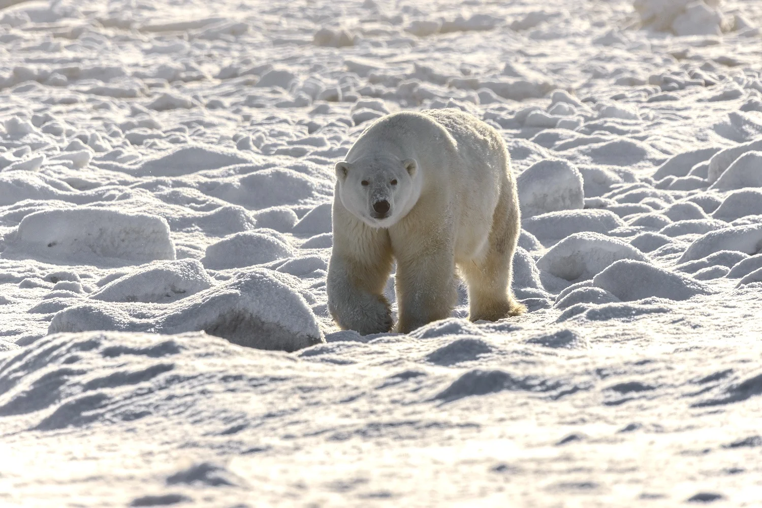 Large Male Polar Bear Approaching at the Edge of Hudson Bay