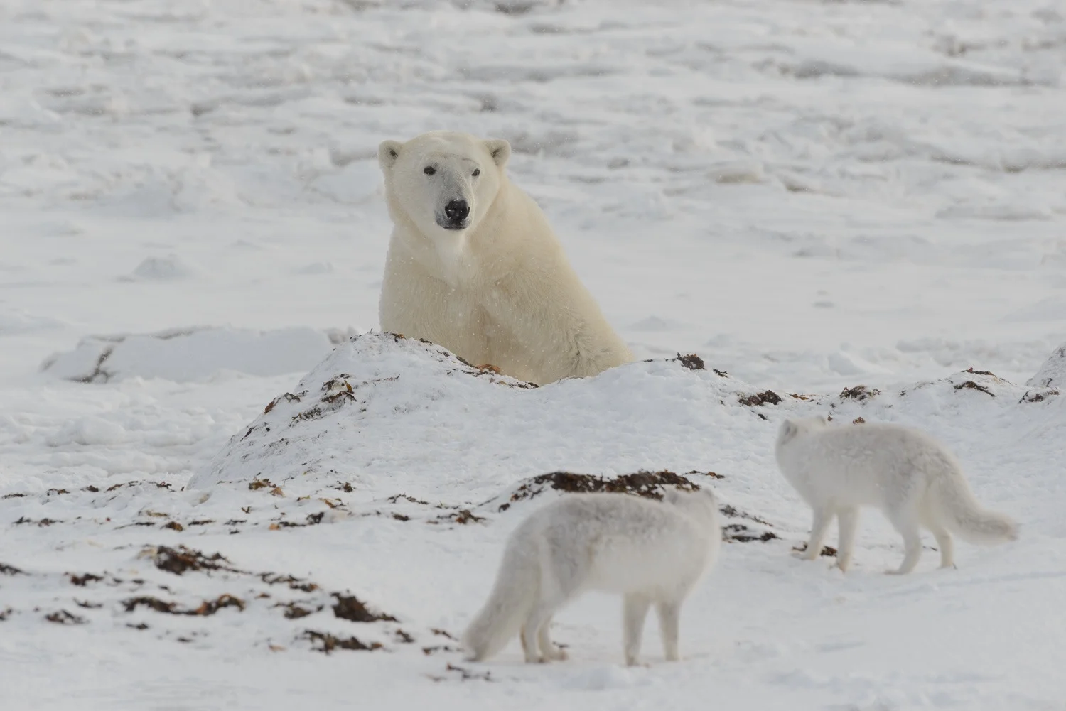 Polar Bear and Arctic Fox