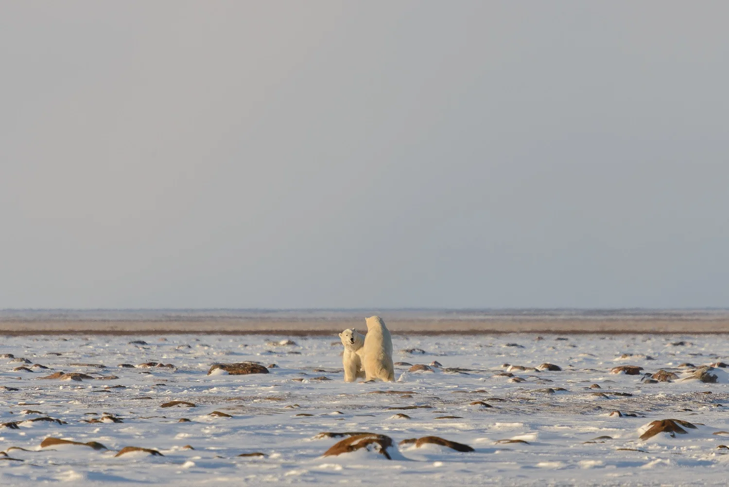 Male Polar Bears Sparring on the Tundra 1
