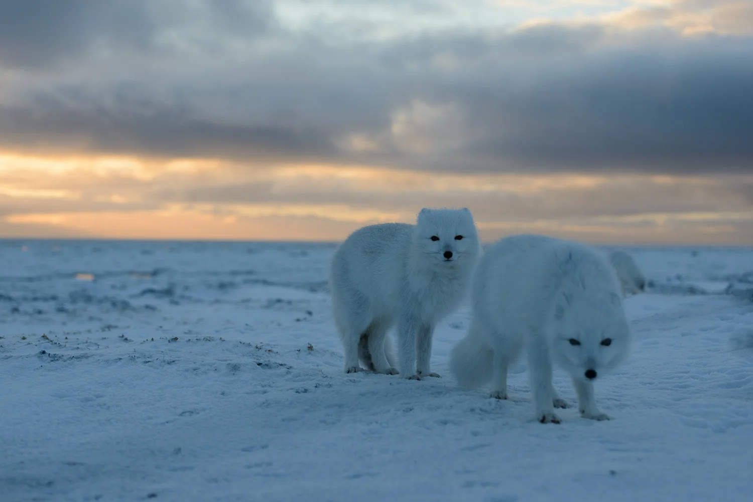 Portrait of Two Arctic Foxes on the Tundra at Sunset