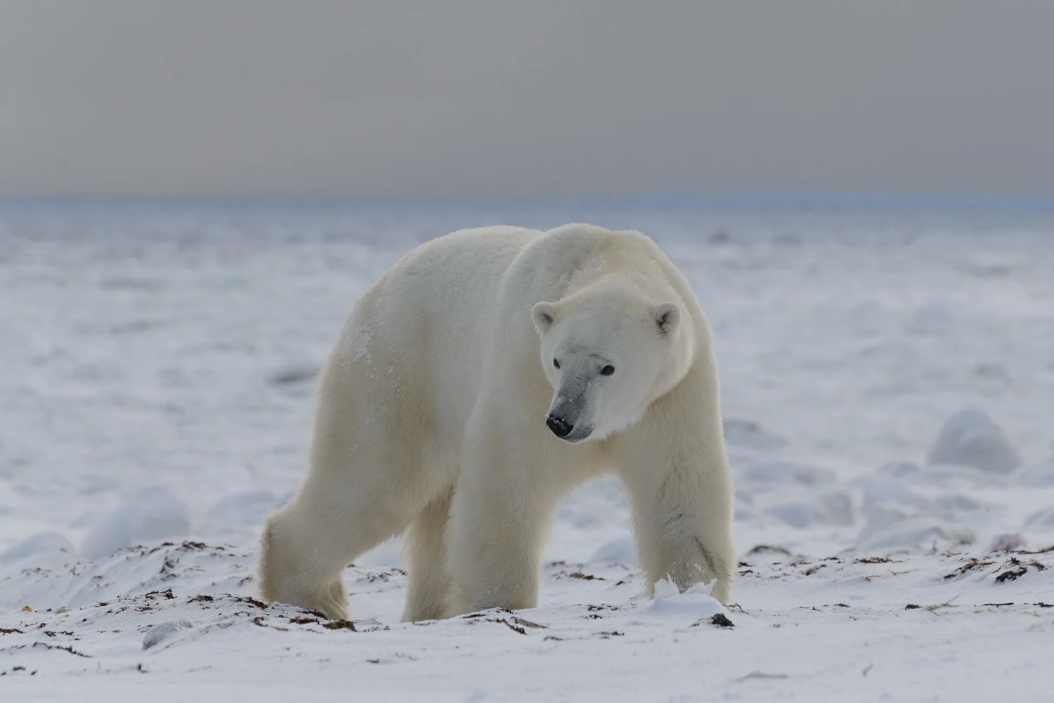 A Large Male Polar Bear Comes Ashore Off The Hudson Bay Sea Ice