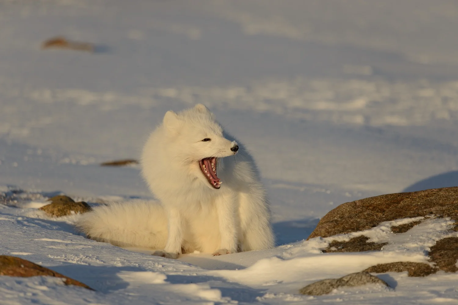 Arctic Fox Showing Its Teeth