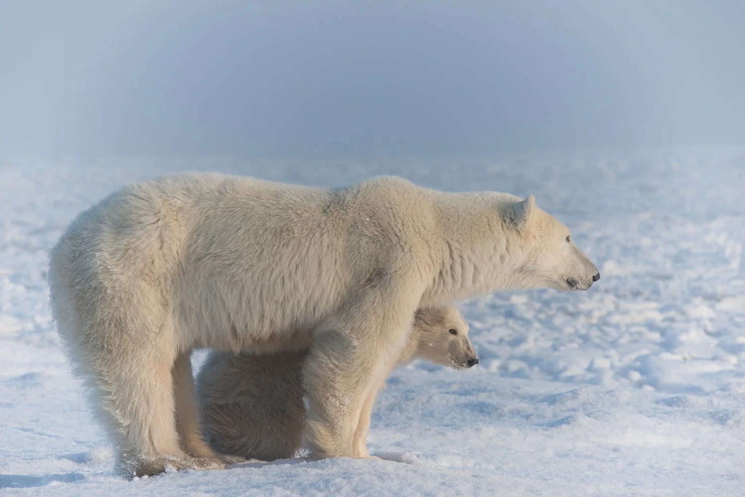 Mother and Cub Polar Bears Relaxing by the Shores of Hudson Bay 2