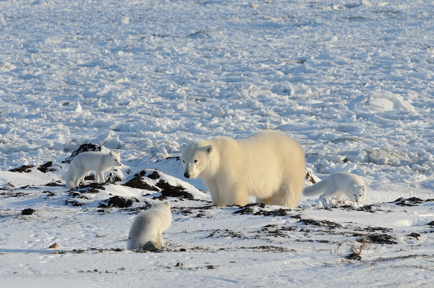 Polar Bear Surrounded By Arctic Foxes at the Shore of Hudson Bay