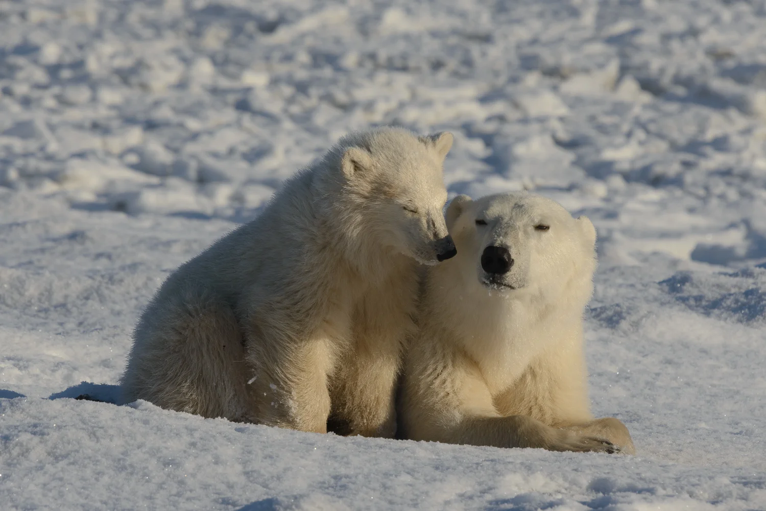 Mother and Cub Polar Bears Relaxing at the Edge of Hudson Bay 2