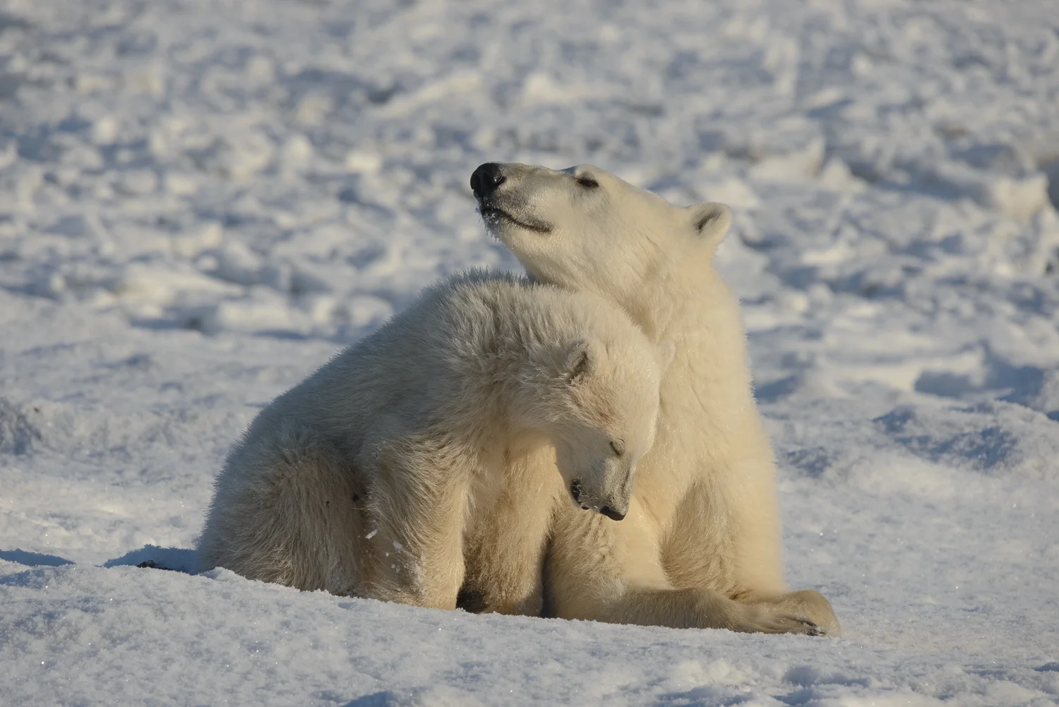 Mother and Cub Polar Bears Relaxed at the Edge of Hudson Bay 1