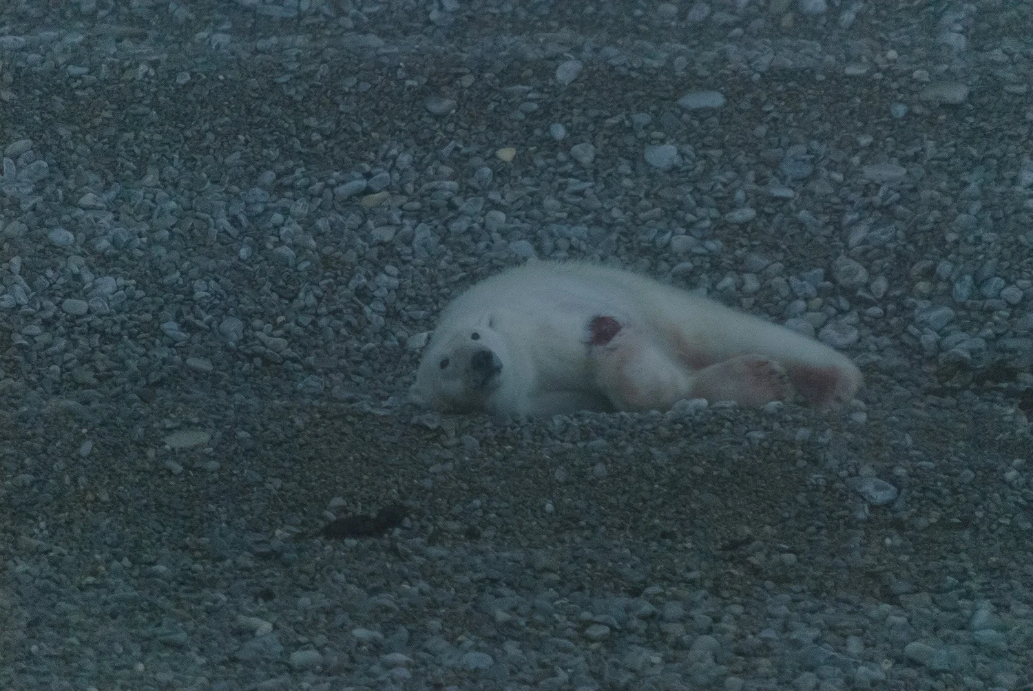 Mortally Wounded Stranded Polar Bear, Killed By Another Polar Bear Due To Food Stress