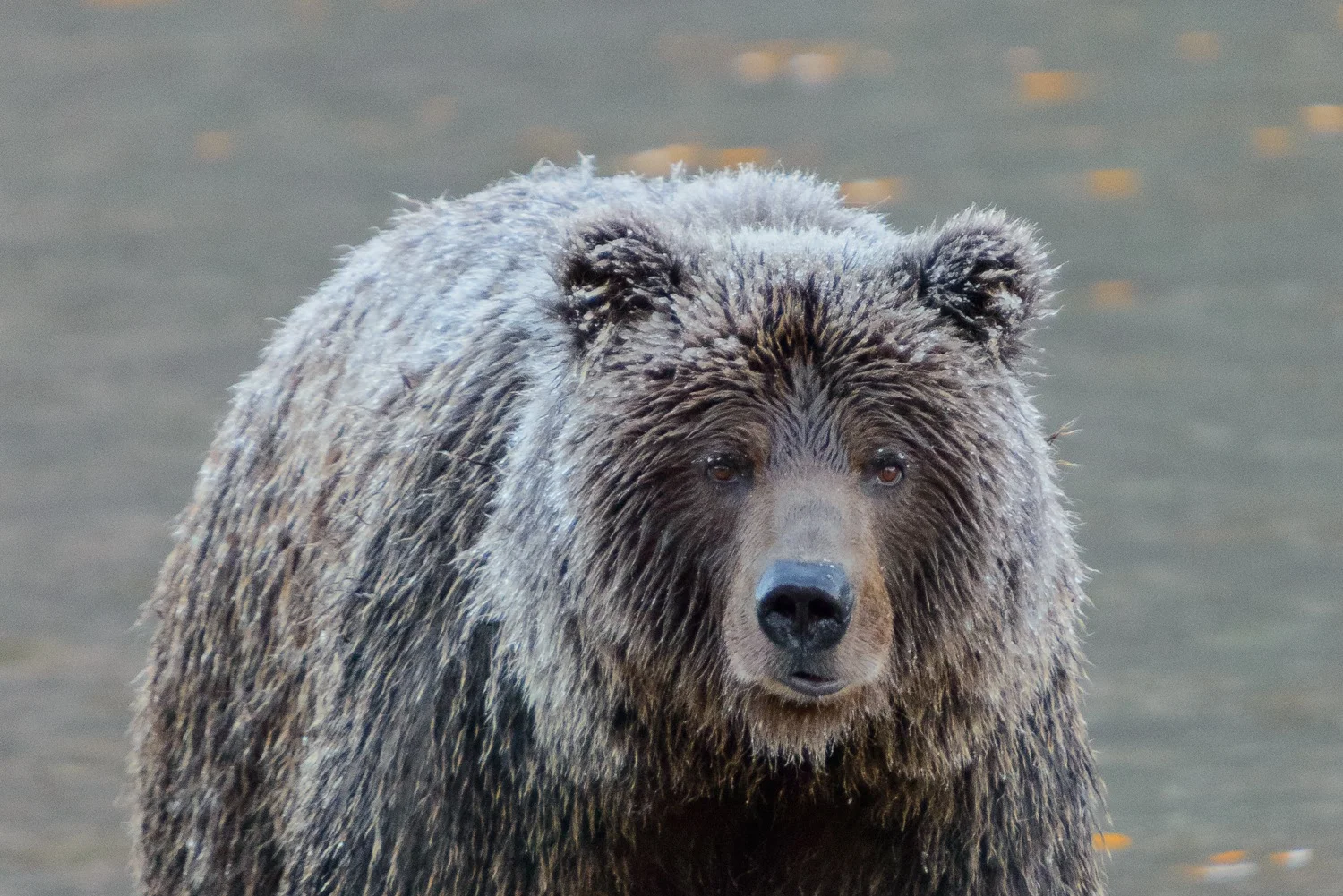 Face to Face With an Ice Grizzly