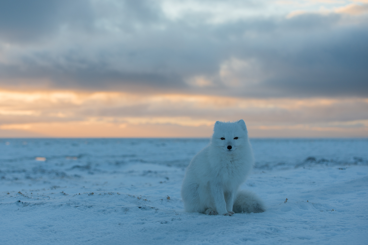Arctic Fox, Coast of Hudson Bay, Nunavut, Canadian Arctic