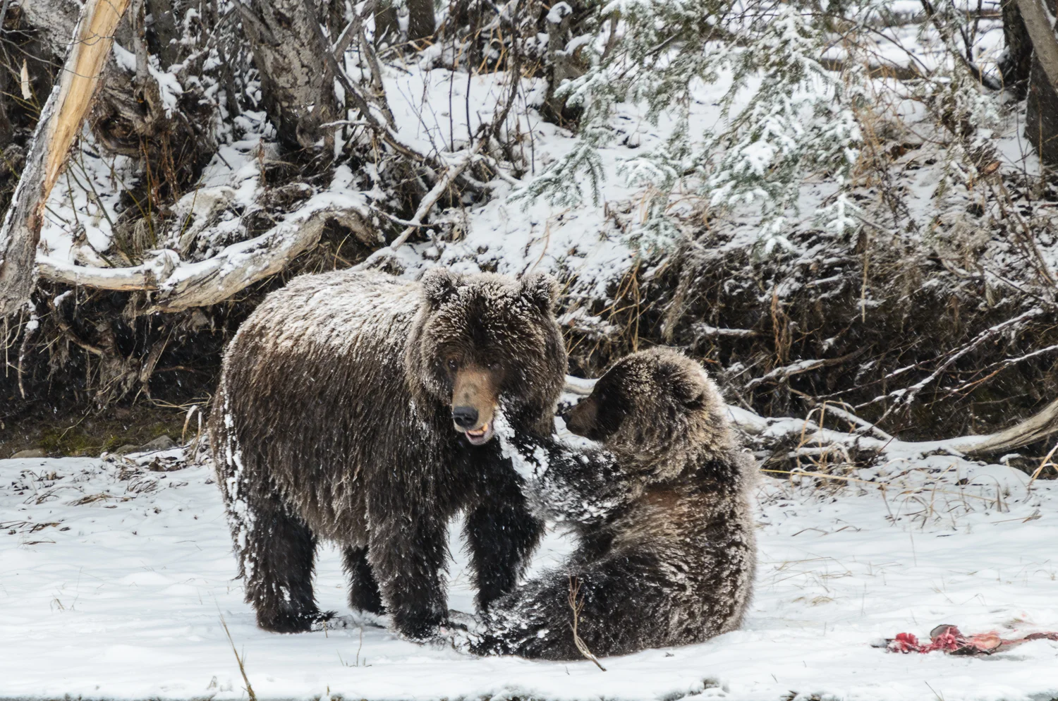 Cub Grizzly Playing With Mother