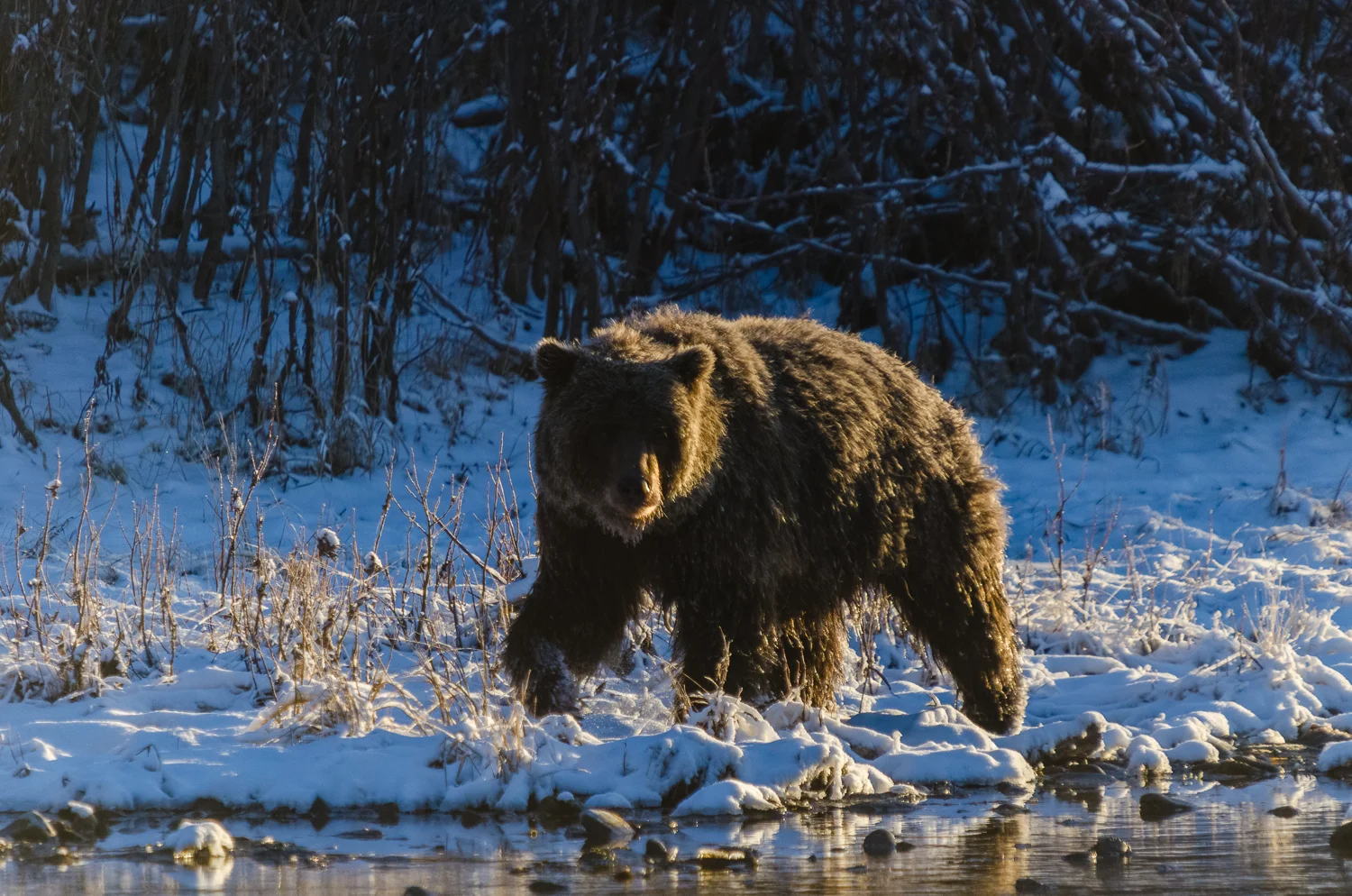 Grizzly Bear at First Light