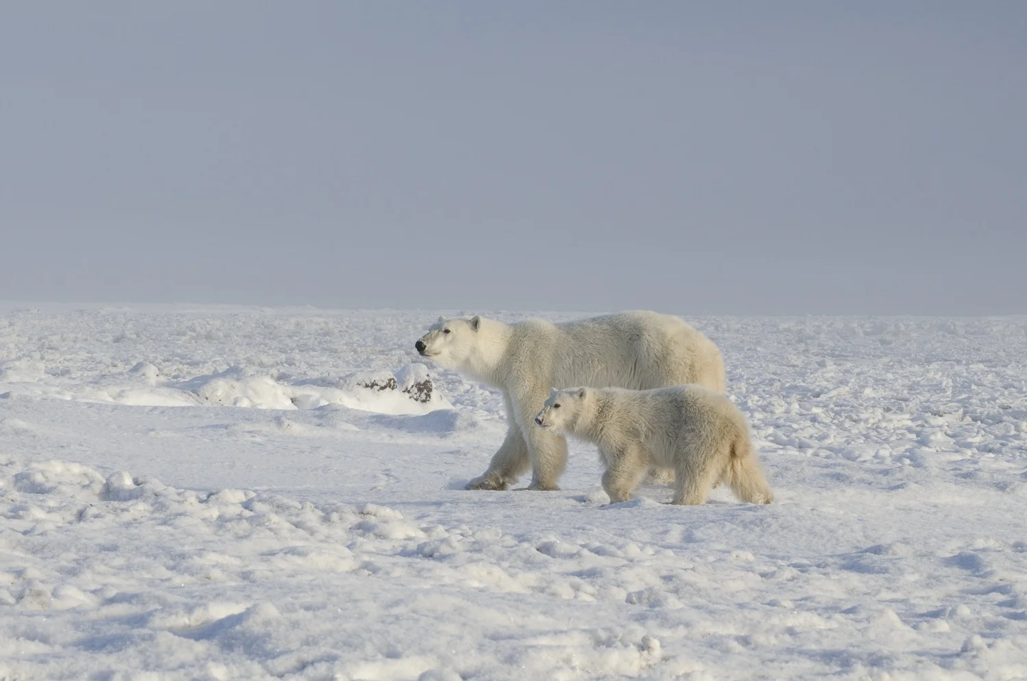 Mother and Cub Polar Bears at the Edge of Hudson Bay