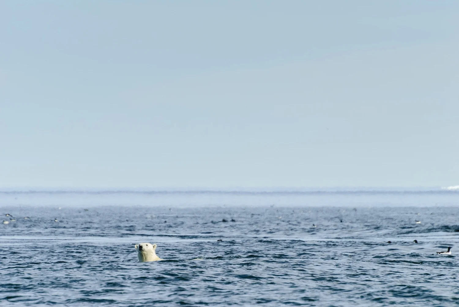Swimming Polar Bear Spy-Hopping