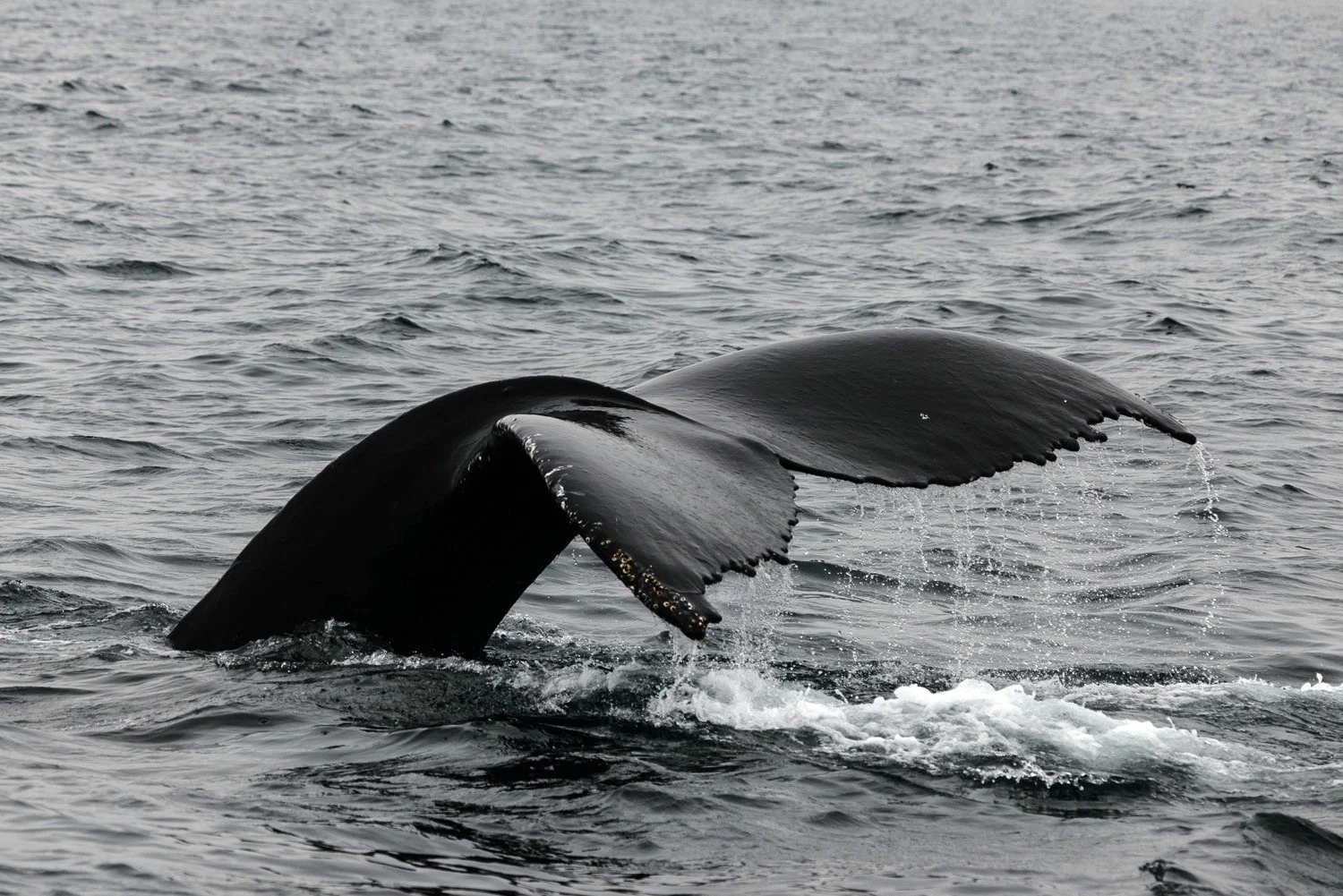 Humpback Whale Flukes