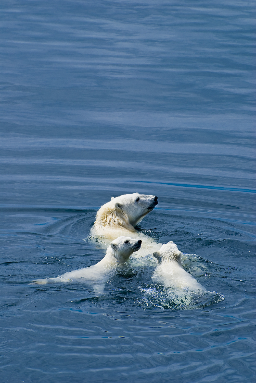 Polar Bear Mother and Cubs at Sea 