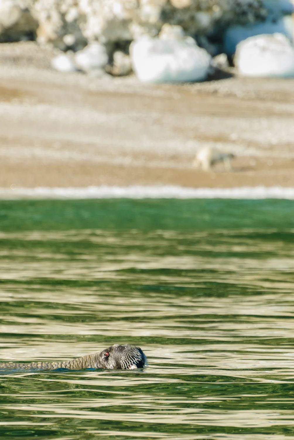Walrus and Stranded Polar Bear