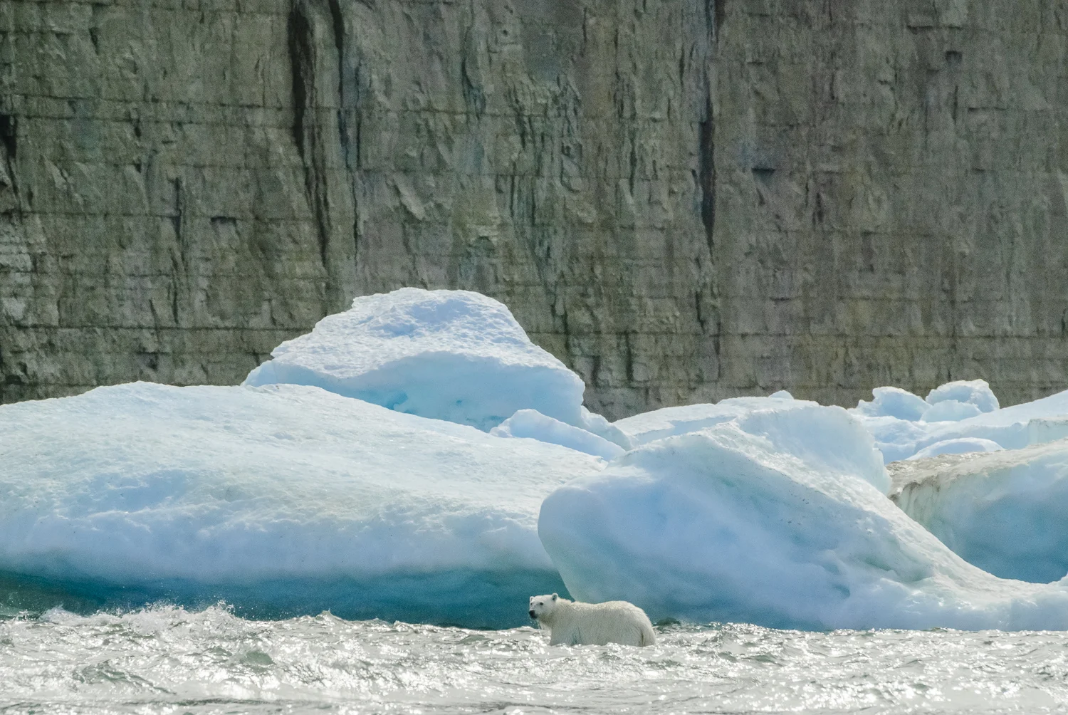Stranded Polar Bear in the Surf