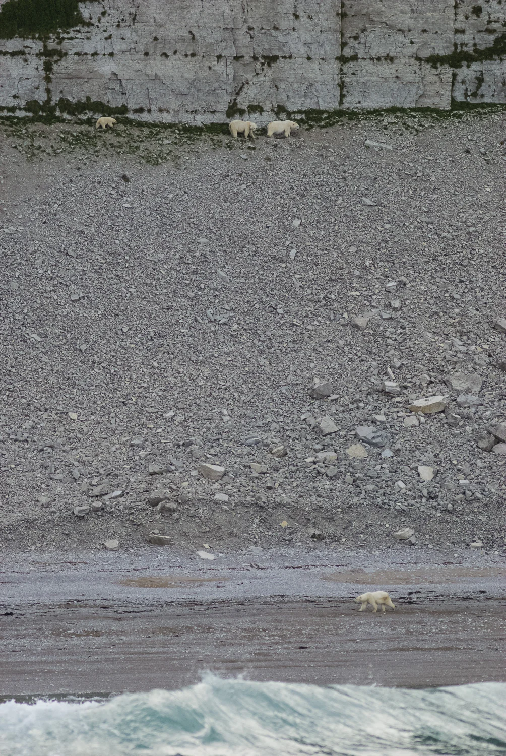 Stranded Female Polar Bears and Cub Avoiding Large Male Bear