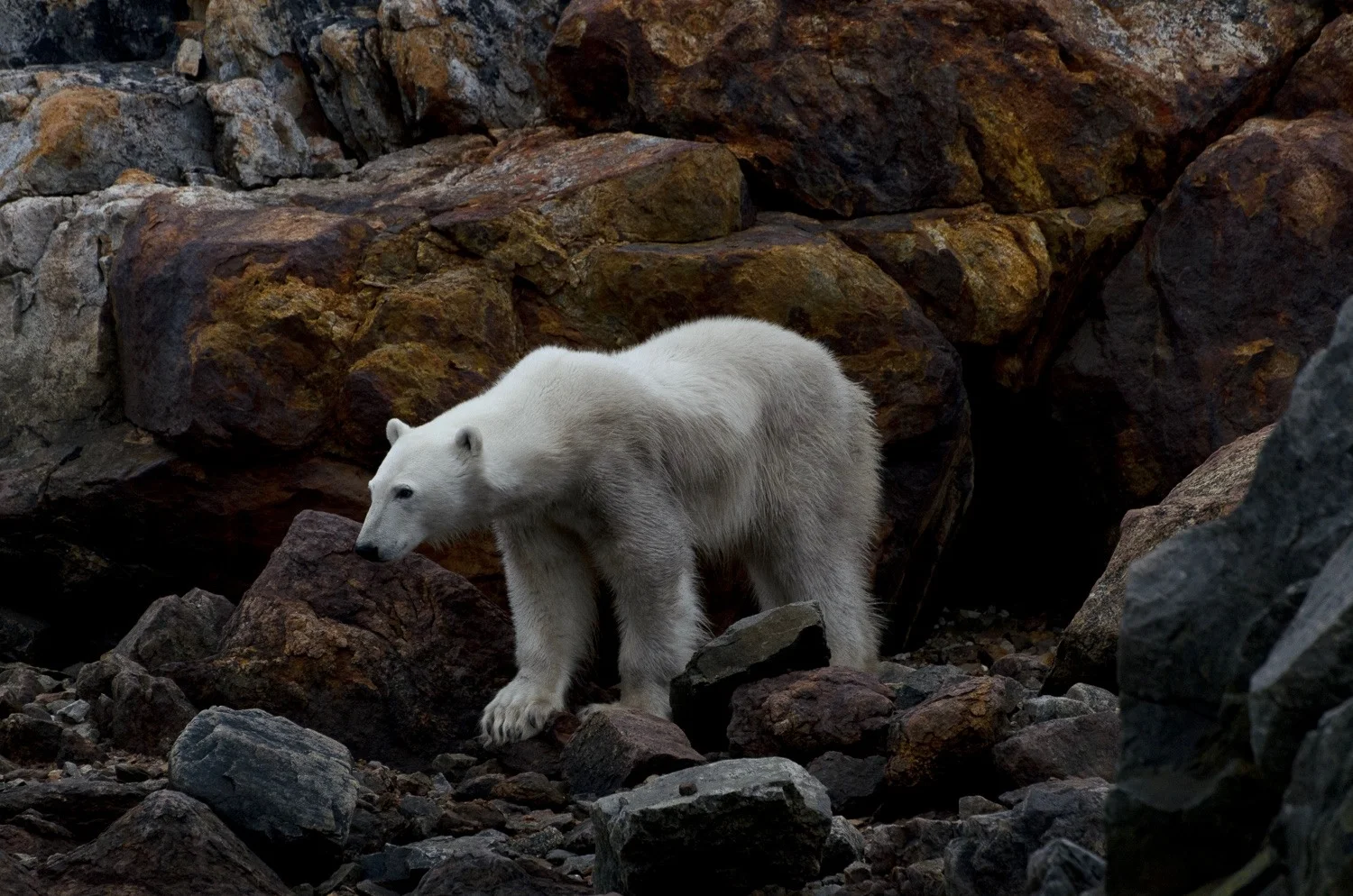 Portrait of a Starving Polar Bear