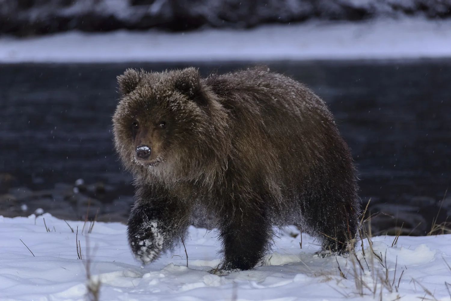 Grizzly Bear Cub at Night