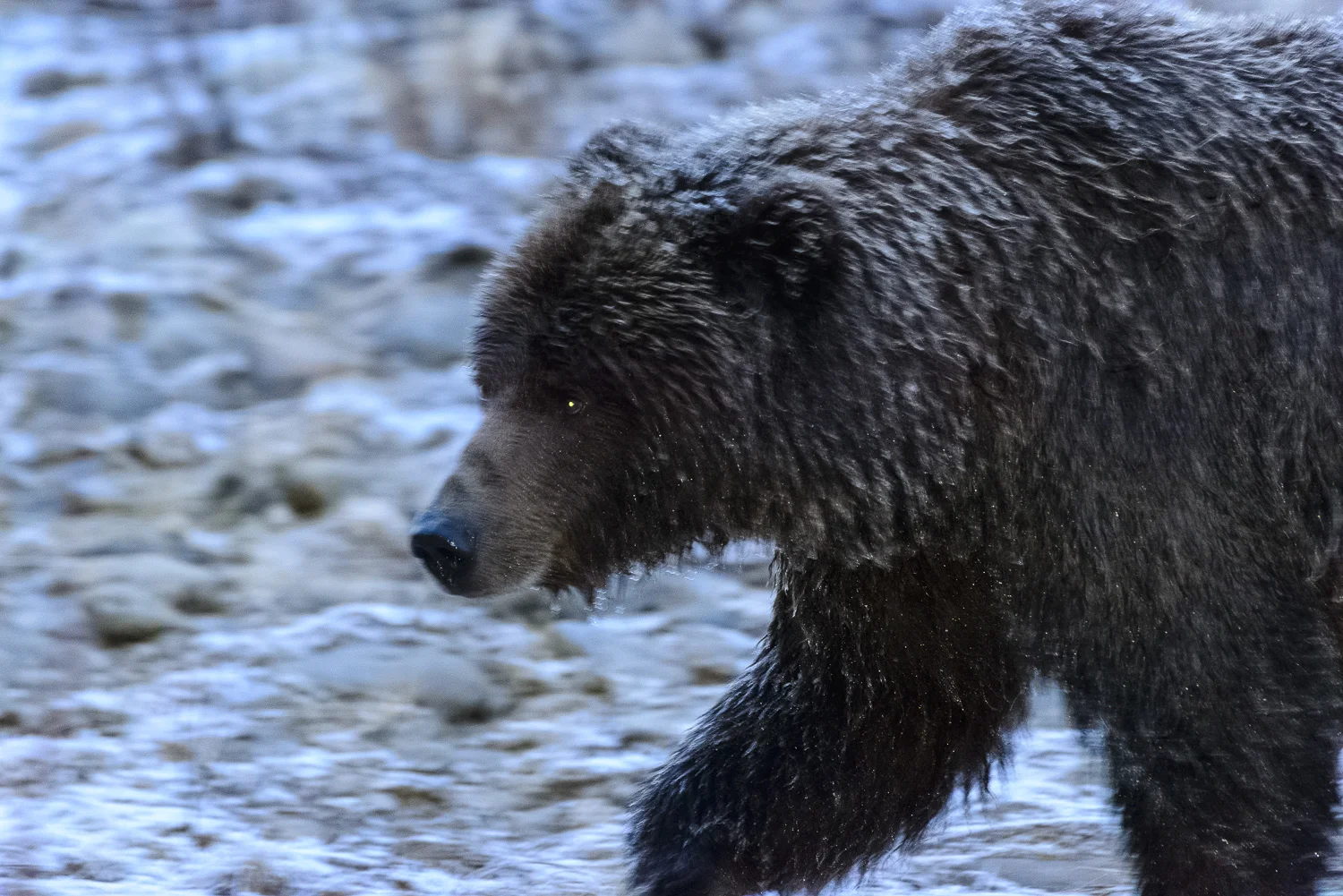 Ic Grizzly at Dusk