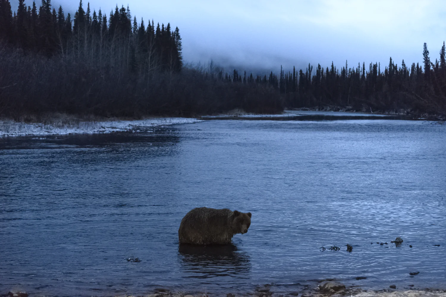 Ice Grizzly Hunting the River at Night