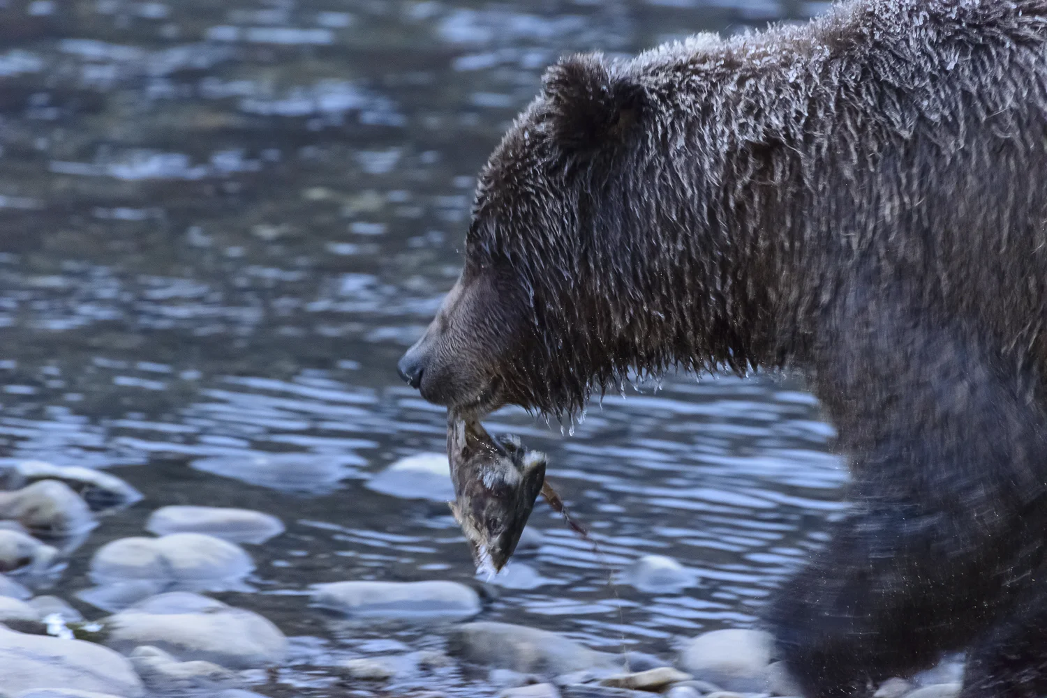 Ice Grizzly With Salmon Head 3