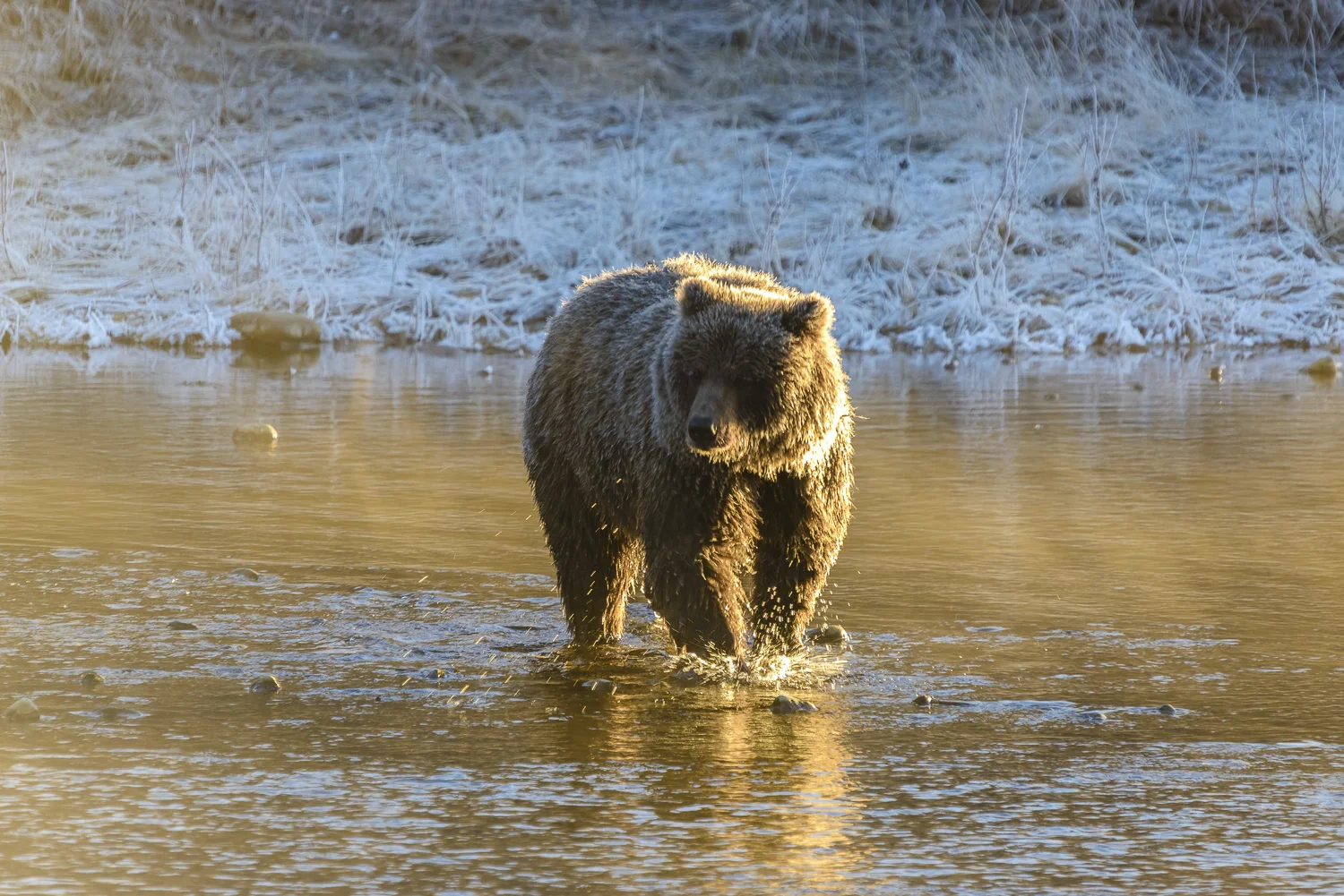 A Golden Ice Grizzly Fishing on a Bright Early Winter's Morning
