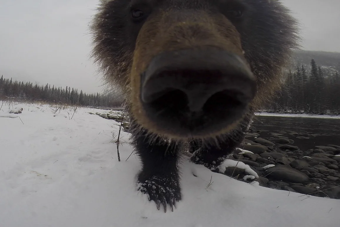 Grizzly Cub Nose-to-Nose and Eye-to-Eye
