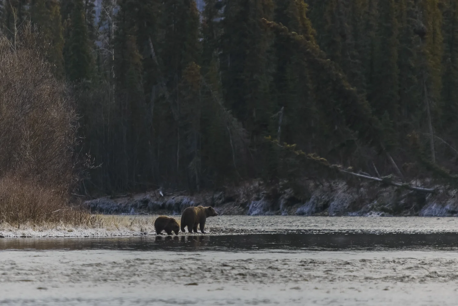 Mother and Cub Grizzlies at the Bend in the River